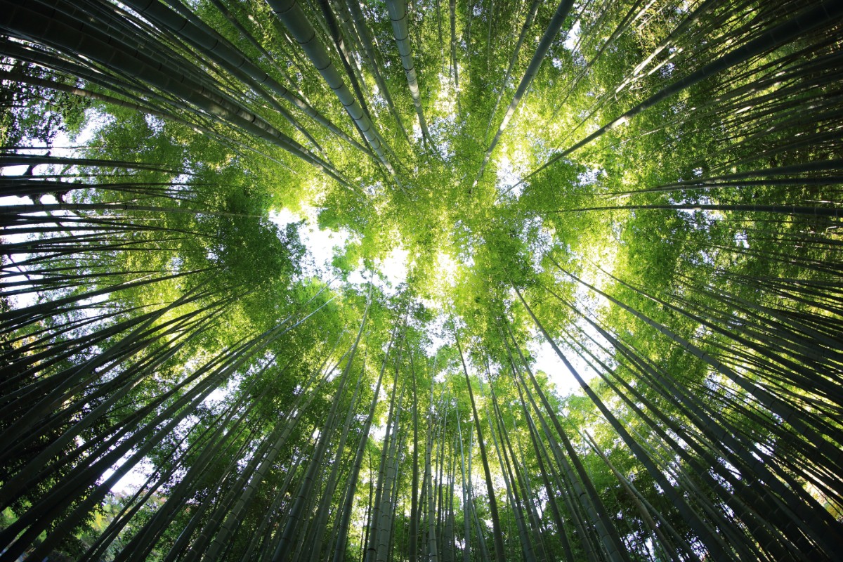 Post-Traumatic Growth: How Breaking the Cycle Becomes the Path Forward