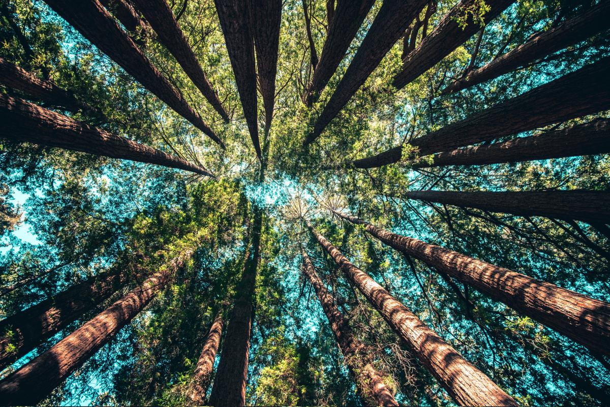 Reacting from unresolved trauma — how old emotional patterns drive present-day reactions