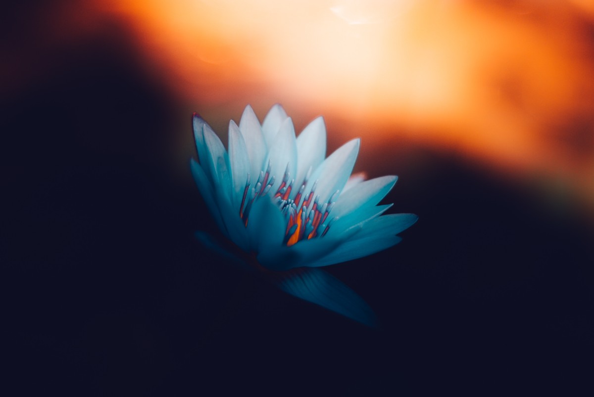 Self-Sabotage and Trauma: Why Survival Patterns Override Your Intentions