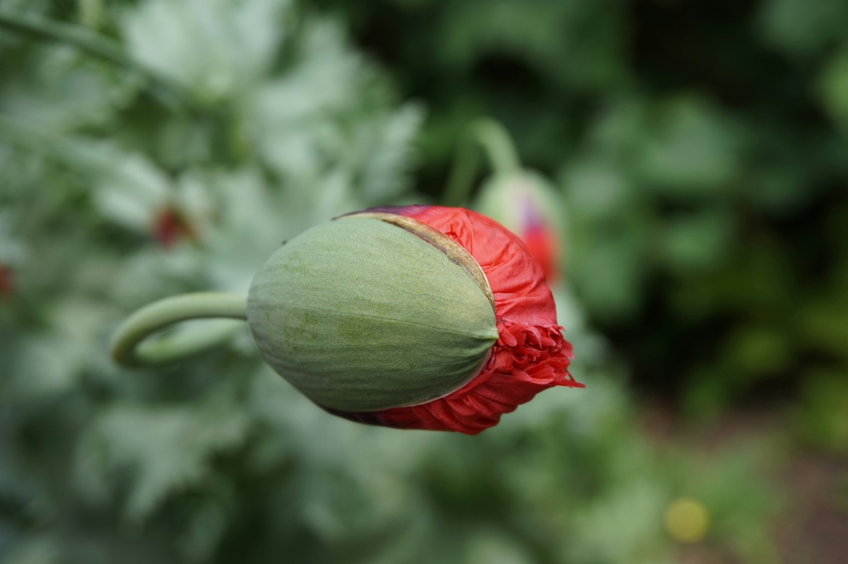 Healing trauma severity — working through the layers of dissociation to restore nervous system balance