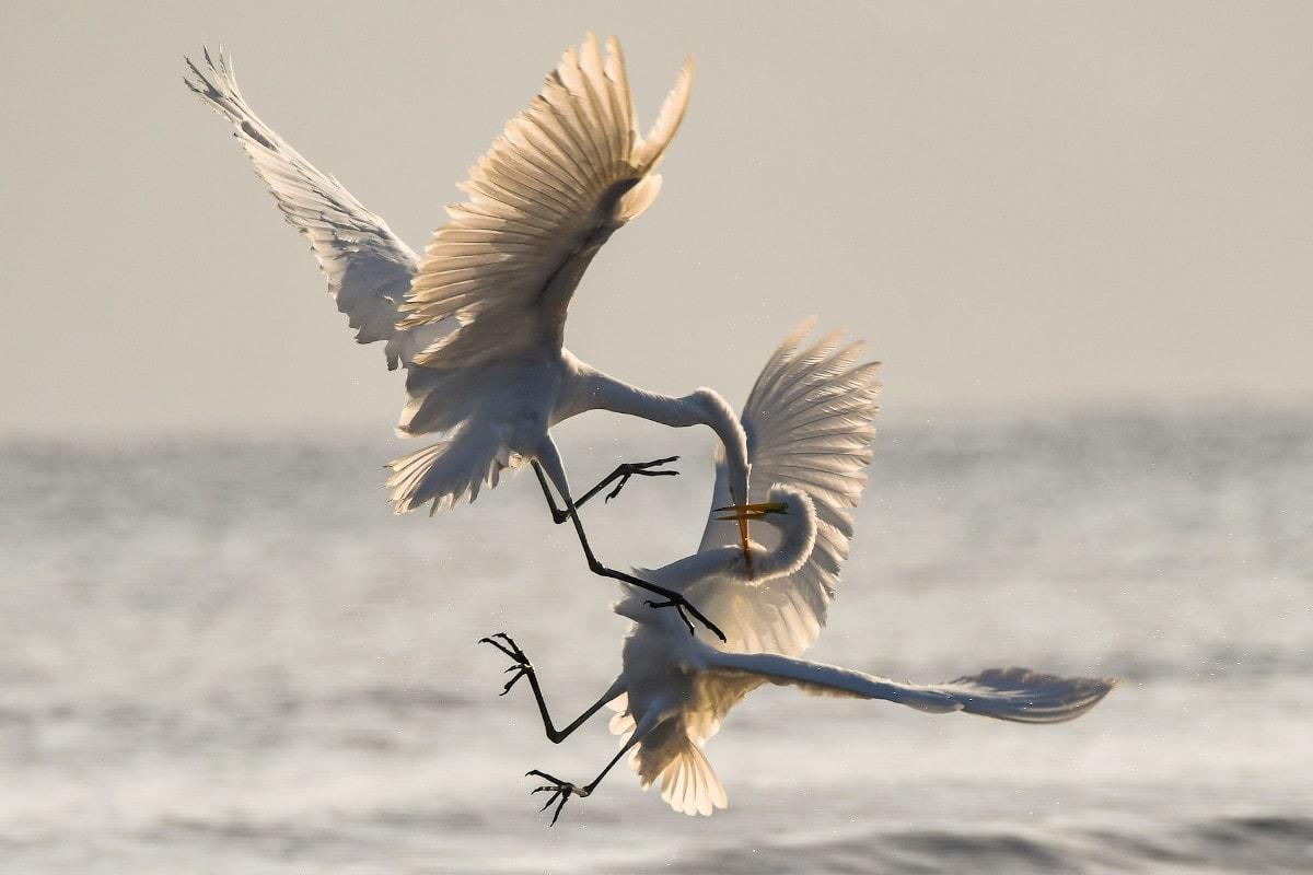 Fight or Flight Response